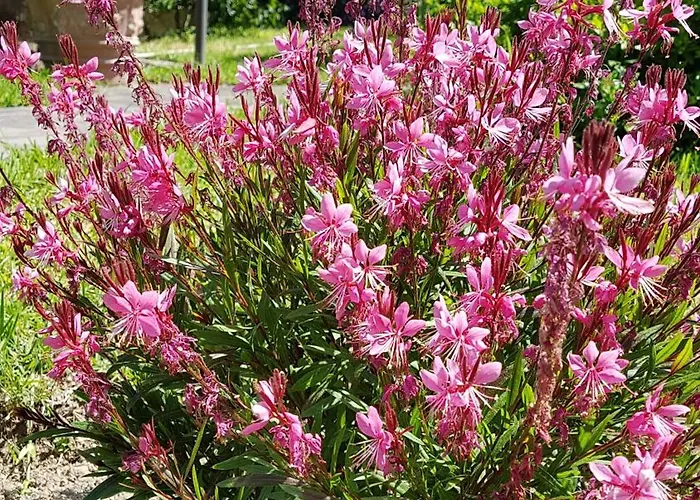 Parco Conte فندق كازاميتْشيولا تيرمي