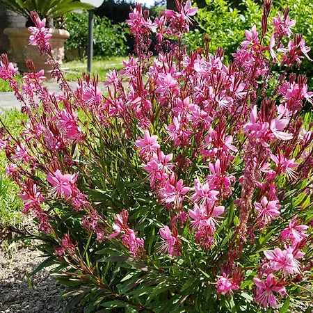 Parco Conte מלון Casamicciola Terme