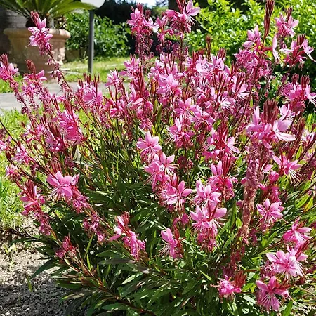 Parco Conte Hotel Casamicciola Terme